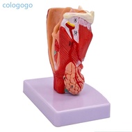 COLO Human Throat Anatomy Model Life Size Throat Anatomy Model Teaching