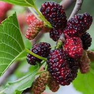 Anak Pokok Mulberry Hybrid