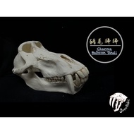 {BoneHolic Copy Skull Specimen-Baboon Skull} African Pigtail Baboon Spirit Long-Eyed Model Various S