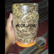Bibit semut rangrang/bibit semut kroto 1 paket : 3 toples + 1 ratu siap ternak