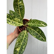 TKP, Aglaonema Donna Carmen white , Aglaonema Rare , Real Live Plants ,Pokok Aglo , Indoor Plants, A