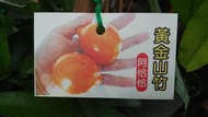 黃金山竹實生苗/請先來電詢價
