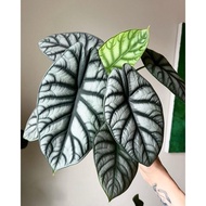 Tanaman hias alocasia silver / Alocasia dragon silver /Alocasia dragon