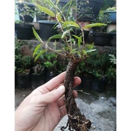 bahan bonsai beringin california ficus