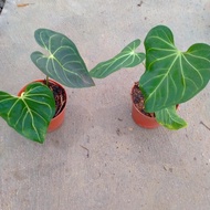 anthurium regale original