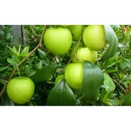 Anak Pokok Bidara Epal Buah Besar/ Bidara Cepat Berbuah