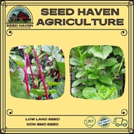Spinach seeds (50-76 seeds) - Green Malabar Spinach / Red Ceylon Spinach