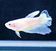 【成崧水族】粉白半月母鬥魚 粉白半月母 母半月鬥魚 半月鬥魚