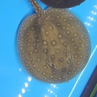 ikan pari motoro