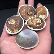 Taiwan Shipping Natural Conch Shell Fossil Sun Rough Stone Marine Ancient Biological Specimen DIY Je