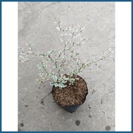 ⚠️ ❗️ ◬ Variegated African Talisay Tree  Variety