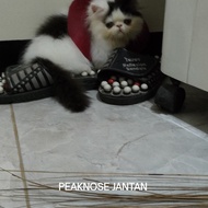 kucing persia peaknose