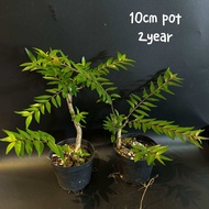 Adina rubella hance 水杨梅 (盆栽/bonsai plant/live plant/outdoor plant)