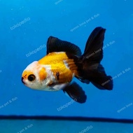 baby mas koki /ikan maskoki oranda panda 3c ukuran 1 inch