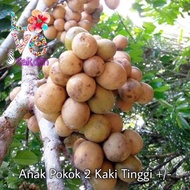 Buah Dokong - Anak Pokok