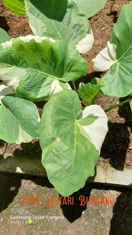 Colocasia Gigantea var thai series
