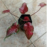 Pokok keladi/Caladium Dark Red (Rare)