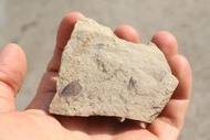 石棧  安琪蝦化石  