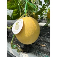 Melon Hami melon P5 - Tembikai susu - Sweet melon manis hami melon