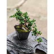 Chinese Elm Mini Bonsai - Beautiful and Exotic Bonsai Tree Plant