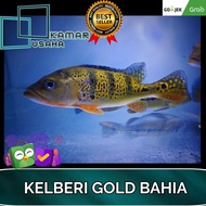 pbass kelberi golden bahia