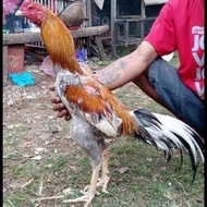 new TELUR AYAM BANGKOK SUPER JUMBO FERTIL ASLI UNTUK DITETASKAN