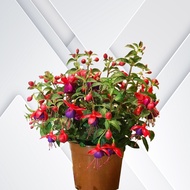 tanaman hias hidup bunga peri