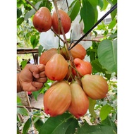 POKOK JAMBU AIR BAKA PINK BARBIE SUGAR INDO