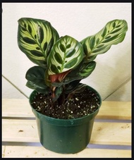 Calathea Makoyana (Peacock Plant) with FREE plastic pot, pebbles and garden soil (Indoor Plant and 4 Stocks Only)