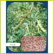 ✬ ➹ ≈ ﹍ Kardis/Kadyos (15 seeds) Pigeon Pea