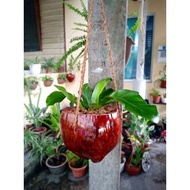 READY STOCK 💥 Pokok Langsuir Rusa 🌼 Pokok Hidup