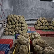 Durian Montong Utuh Cane Singaraja Bali 3Kg Manis Bergaransi Original