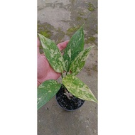 Sindo - Aglaonema Simplex Variegated Live Plant J2REXXZTSB