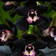 Anggrek Dendrobium Black Papua - Bunga Anggrek Dendrobium