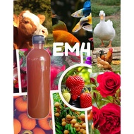 [500 ml] EM4 Pertanian, Perikanan & Ternakan/EM