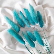 Dried Candy Colour Lagurus/Rabbit Tail Kelinci Bunga Kering Warna - BLUE