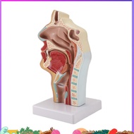 Nasal Cavity Throat Anatomy Model Human Anatomical Pharynx Larynx Model for Students Study Display T
