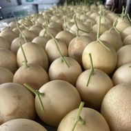 Premium Cantaloupe Melon Sweet Ball (F1 hybrid Seed)