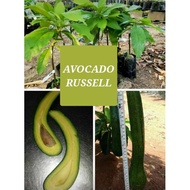 ANAK POKOK AVOCADO 034 RUSSELL (GRAFTED)