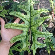 alocasia jacklyn sp sulawesi