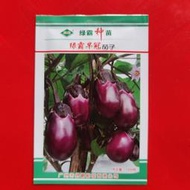 綠霸早冠茄子種子 種籽1000粒裝早熟紫紅燈籠茄種籽產量高優質