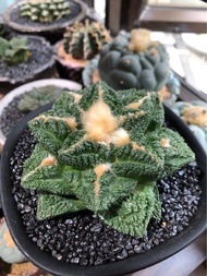 龜甲牡丹(志賀龜甲) 多肉植物