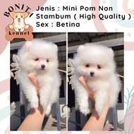 Jual Anjing Mini Pom Pomeranian Anakan Anjing Mini Pom Non Stambum