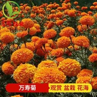 現貨 批發批發　萬壽菊種子菊花觀賞花海混色橙黃臭芙蓉花草種籽耐寒花草盆栽種籽