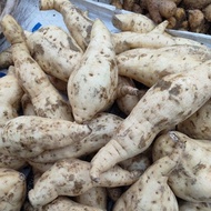 UBI KELEDEK PUTIH 1 KILO