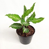 Aglaonema Pictum - Tanaman hias / Indoorplant / Aglonema