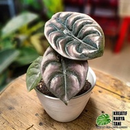 READY Tanaman hias alocasia cuprea tengkorak - Alocasia cuprea