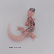 Super Pied SSE Leopard Gecko