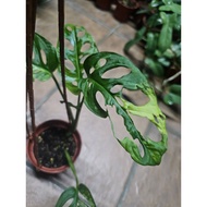 Monstera Adansonii Aurea