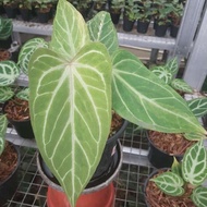 anthurium silver hope variegata - 01 - end